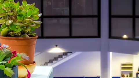 Les plantes dans l'institut