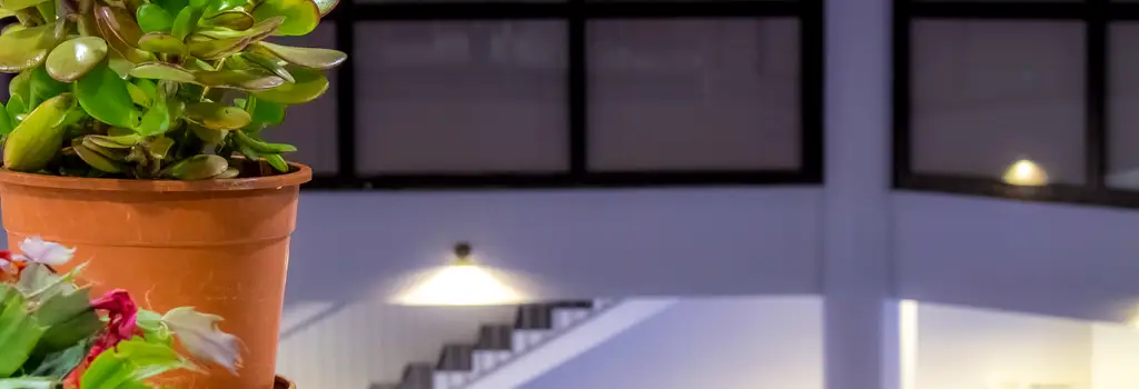 Les plantes dans l'institut