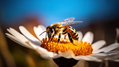 Photographie d'une Abeille en gros plan qui butine une fleur