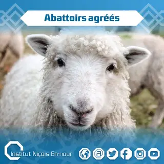 Des abattoirs pour l'Aïd al-Adha 2019